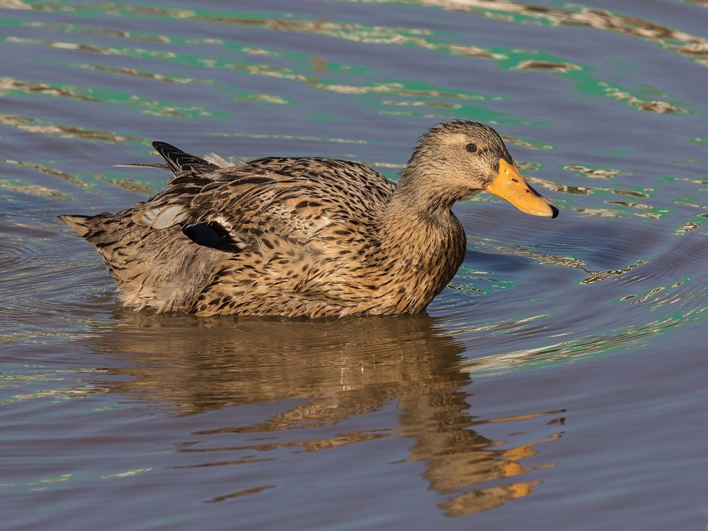 Duck. Photo by Basile Morin, CC BY-SA 4.0 , via Wikimedia Commons