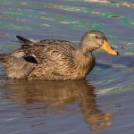 Green Bay Area Ducks Contaminated with ‘Forever Chemicals’