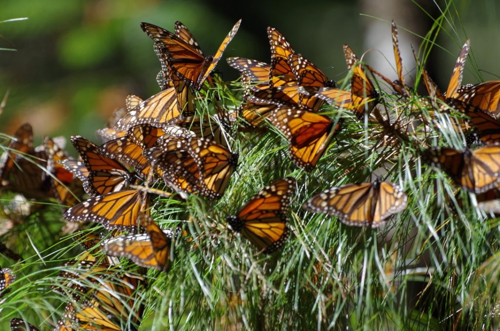 Monarch butterflies gathering on their annual migration. Photo by Greg Mitchell with Environment and Climate Change Canada