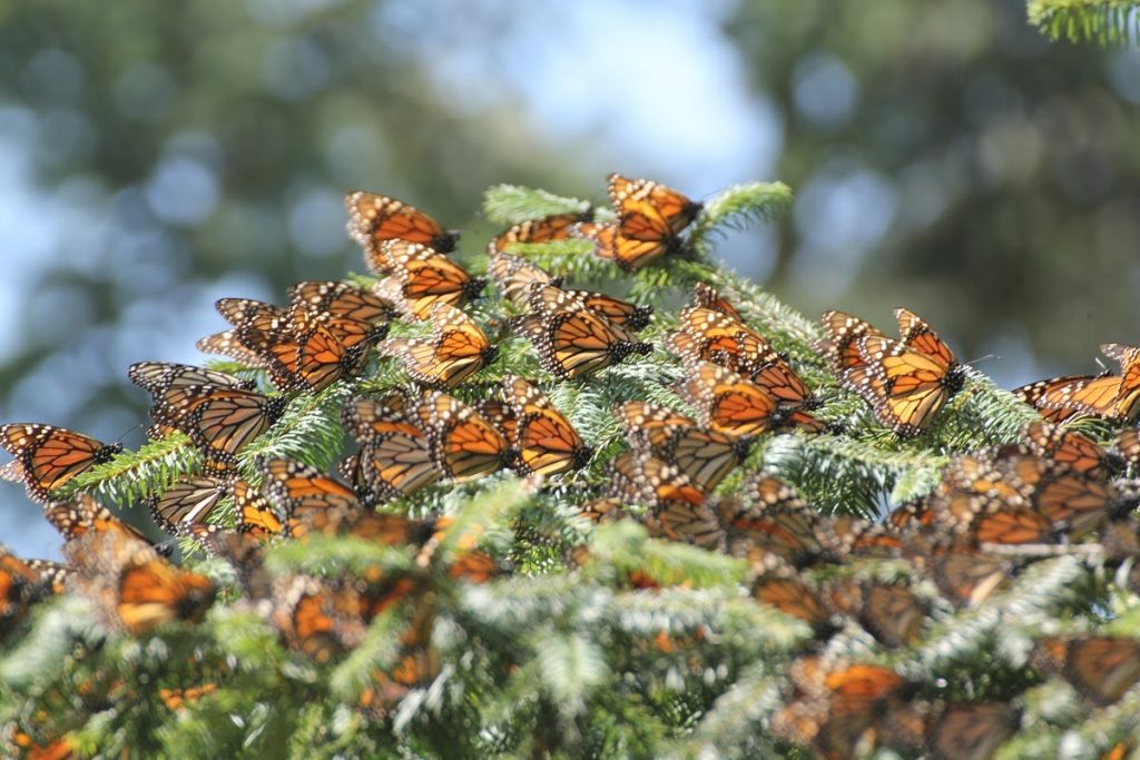 Photo courtesy of the Monarch Joint Venture