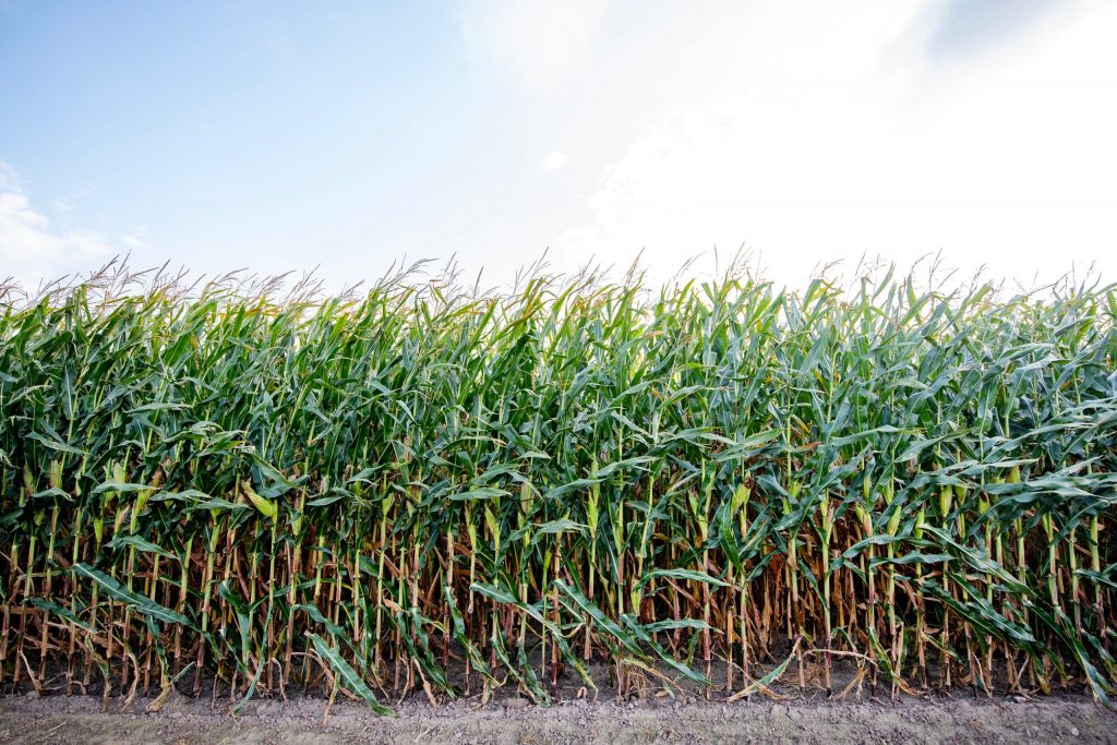 Corn grows in a field Friday, Sept. 19, 2025, at Zac Soltvedt’s field in Seymour, Wis. Angela Major/WPR