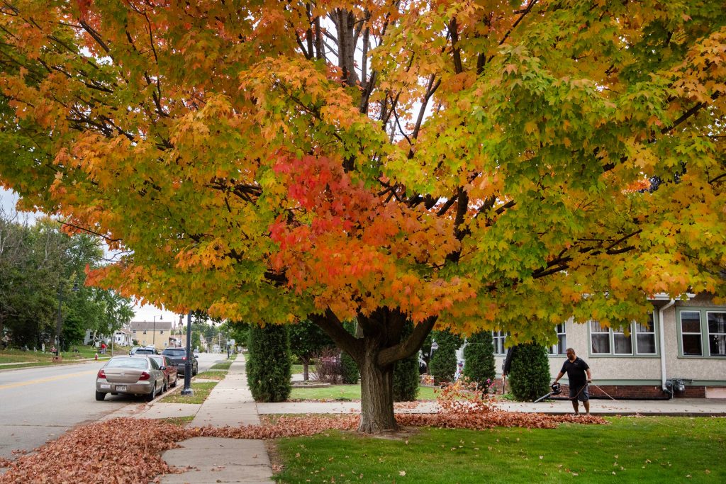 A man blows leaves from his lawn Tuesday, Oct. 14, 2025, in Waterloo, Wis. Angela Major/WPR