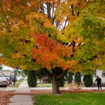When Will Fall Colors Peak in Wisconsin?