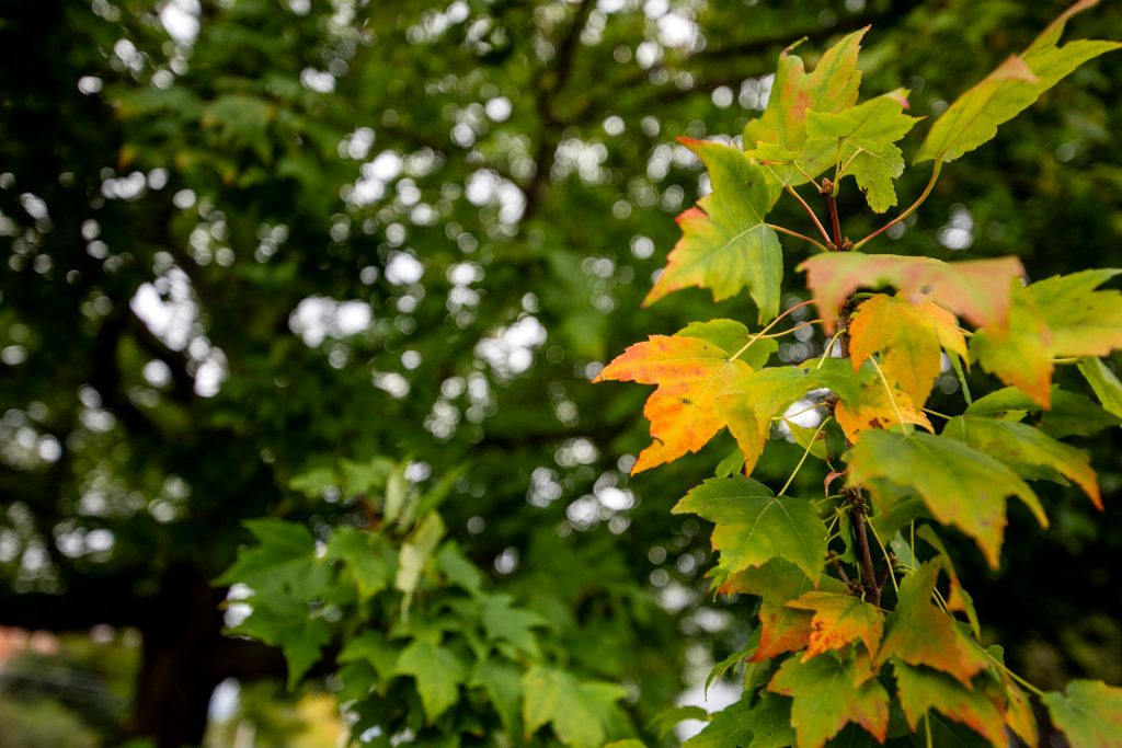 Leaves on a tree begin to change color Tuesday, Oct. 14, 2025, in Waterloo, Wis. Angela Major/WPR