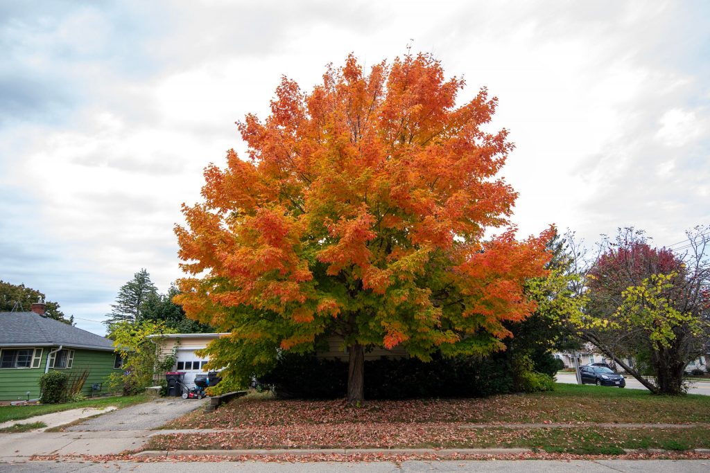 A tree’s colors are beginning to change Tuesday, Oct. 14, 2025, in Waterloo, Wis. Angela Major/WPR