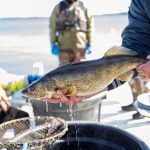 Fishing, Not Warming, Is Leading Driver of Midwest Fish Populations