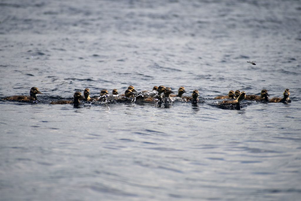 A dragonfly flits above ducks swimming on Moen Lake on June 21, 2025. Danielle Kaeding/WPR