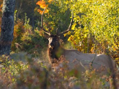 Wisconsin’s 2025 Elk Season Opens Oct. 18