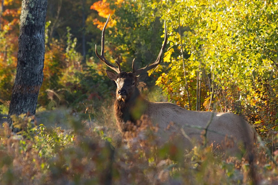 The eighth elk hunting season in Wisconsin opens on Saturday, Oct. 18. / Photo Credit: Wisconsin DNR