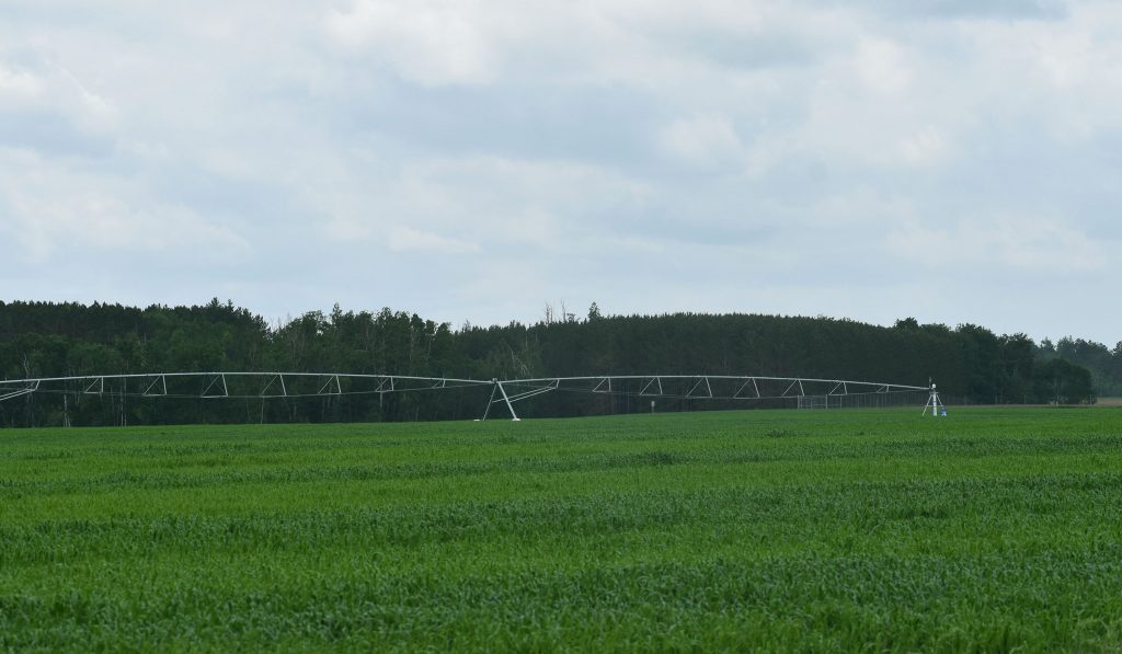 A farm field in the Stella area as seen on June 21, 2025. A recent site inspection detected high PFAS levels on farm fields in the surrounding area, indicating industrial contamination. Danielle Kaeding/WPR