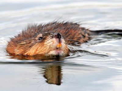 2025 Trapping Seasons Opening Around Wisconsin