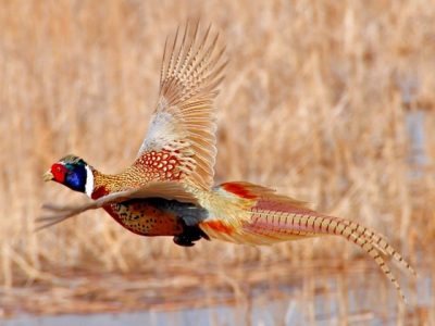 Wisconsin’s 2025 Pheasant Season Opens Saturday, Oct. 18
