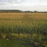 Wisconsin Lacks Standards for Pesticides in Water