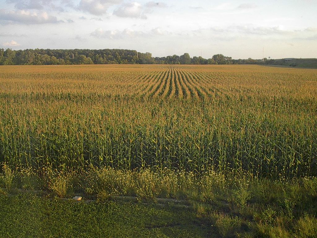 Photo by TwoScarsUp, CC0, via Wikimedia Commons