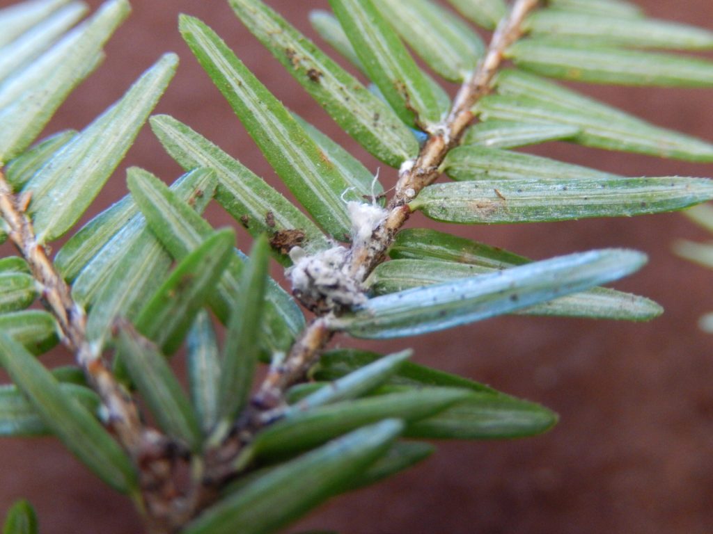 An invasive forest pest known as hemlock woolly adelgid is often spotted by woolly egg sacs on the underside of branches. It has not yet been found in Wisconsin forests, but state agencies are monitoring for signs of the insect. Photo by Mitchell Lannan with the Wisconsin Department of Agriculture, Trade and Consumer Protection