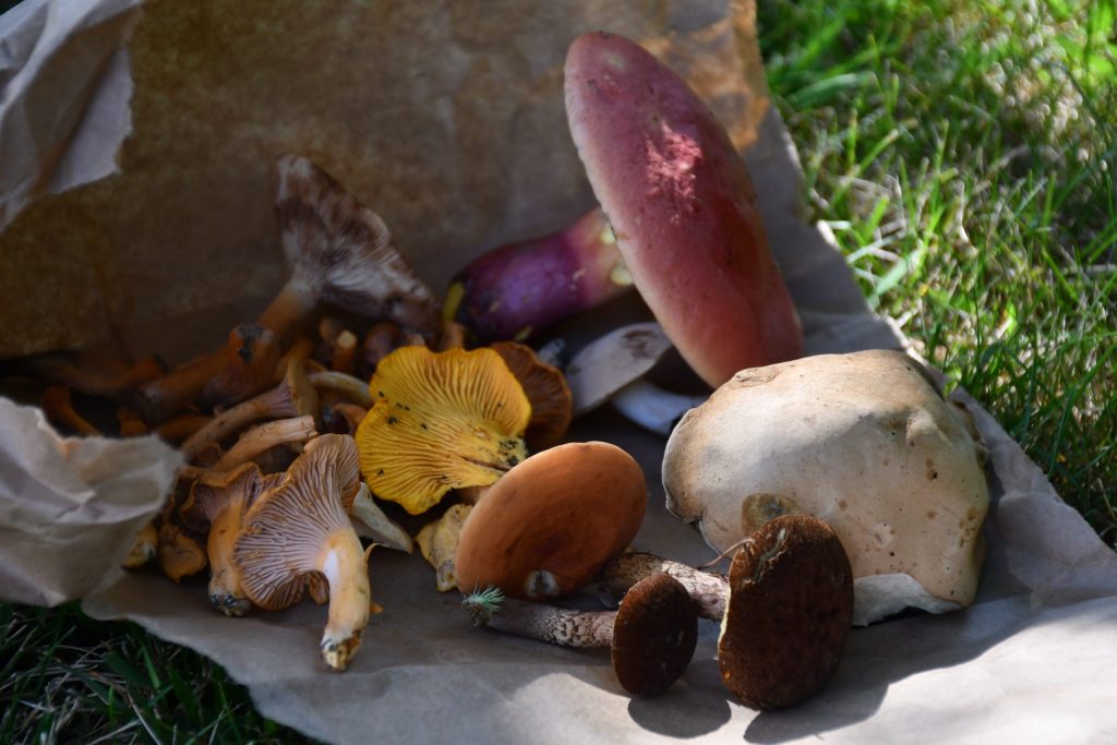 Foraged Wisconsin mushrooms. Mackenzie Krumme/WPR