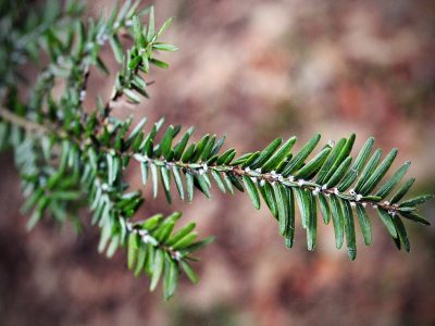 New Tree-Killing Pest Coming to Wisconsin?