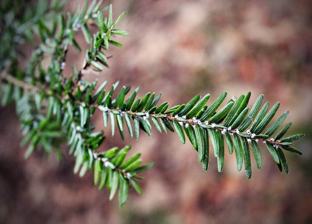 Hemlock woolly adelgid is an invasive forest insect that’s often identified by woolly egg sacs on the underside of hemlock branches. Photo by Nicholas A. Tonelli from Northeast Pennsylvania, USA, CC BY 2.0 <https://creativecommons.org/licenses/by/2.0>, via Wikimedia Commons