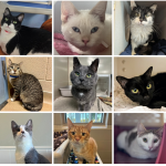 Wisconsin Humane Society issues urgent plea following unexpected surrender of 47 cats