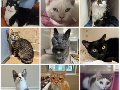 Wisconsin Humane Society issues urgent plea following unexpected surrender of 47 cats