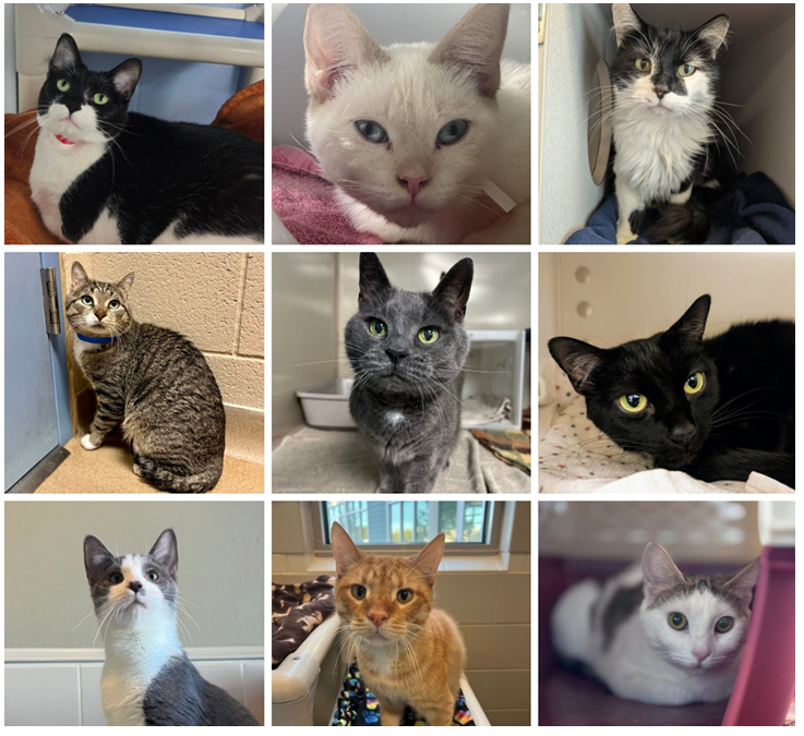 Photo courtesy of the Wisconsin Humane Society.