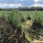 DNR Offers Free Tree Seedlings To Wisconsin Fourth Graders Ahead Of Arbor Day 2026