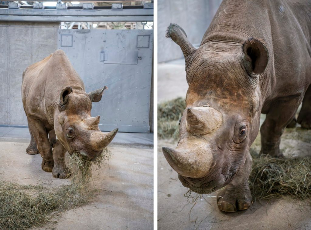 Kianga and Zuri. Photos courtesy of the Milwaukee County Zoo.