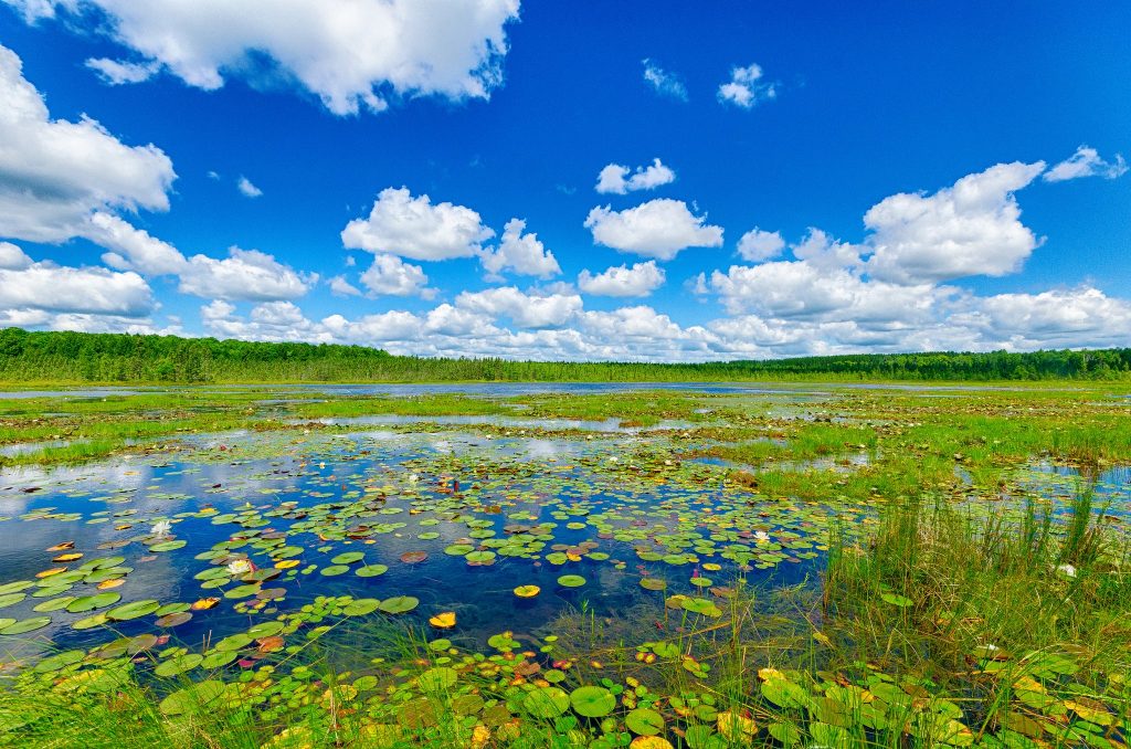The Grandma Lake Wetlands, Wisconsin State Natural Area #305, Chequamegon-Nicolet National Forest  Joshua Mayer (CC-BY-SA)