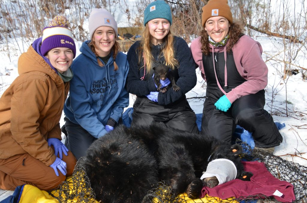 (From left to right) UW-Stevens Point students Jena Garceau, Alaina Hibbard, Emily DeVetter, and Adrienne Cohoon pose with a black bear and her cub before putting her back in her den after collecting data as part of the Stephens Family Foundation Wisconsin Black Bear Research Project this year. Photo courtesy of Cady Sartini