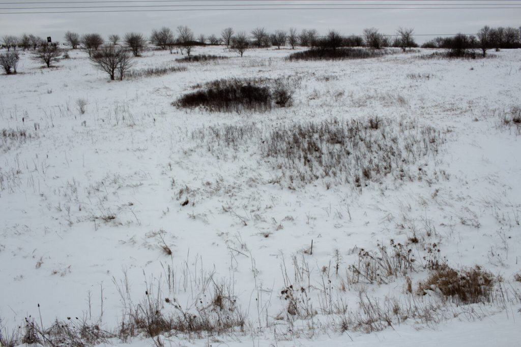 An oak savannah in southern Dane County that the Badgerland Foundation is working to conserve using Knowles-Nelson Stewardship funds (Photo by Henry Redman/Wisconsin Examiner)