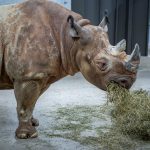 Milwaukee Zoo Welcomes Two Eastern Black Rhinos