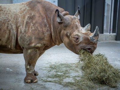 Milwaukee Zoo Welcomes Two Eastern Black Rhinos