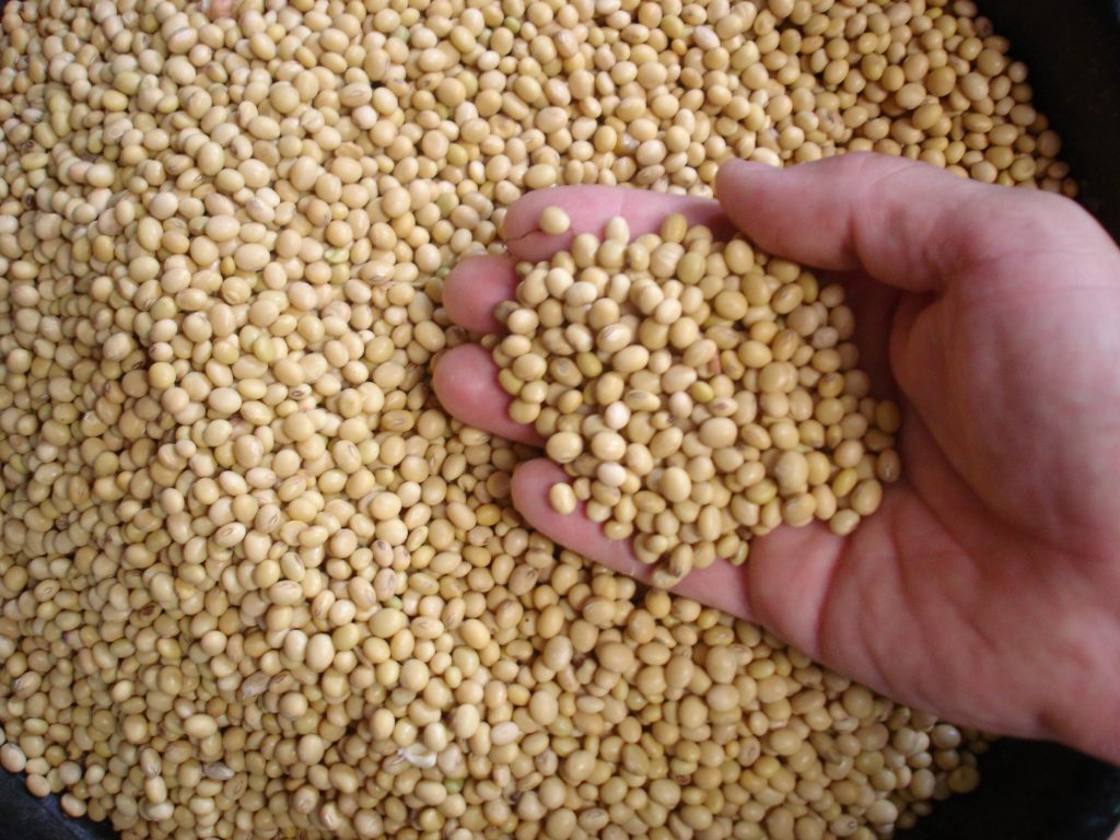 Soybeans. Photo by David E Mead, CC0, via Wikimedia Commons