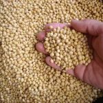 Senate Bill Promotes Soybean-Based Firefighting Foam to Replace PFAS