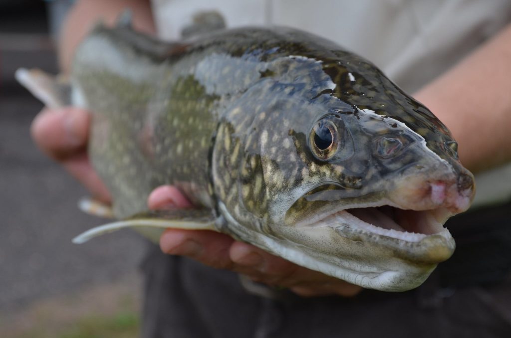 Adult lake trout reared at Iron River National Fish Hatchery in Wisconsin. Katie Steiger-Meister/USFWS Midwest Region (CC BY)