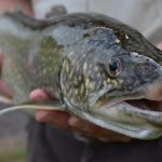 PFAS Levels in Great Lakes Fish Are Dropping