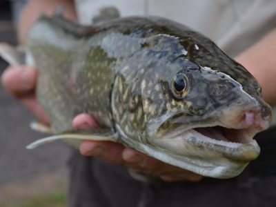 PFAS Levels in Great Lakes Fish Are Dropping