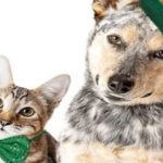 Shamrock & Pawprints