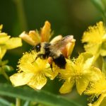 Support Wisconsin’s Rare Wildlife With the Endangered Resources Tax Checkoff