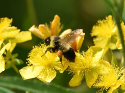 Support Wisconsin’s Rare Wildlife With the Endangered Resources Tax Checkoff