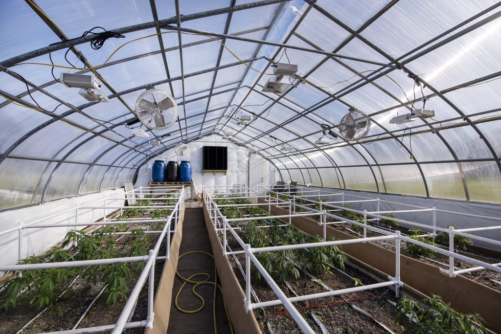Hemp plants are grown in a greenhouse Friday, Nov. 5, at 3 Tall Pines Farm in Plymouth, Wis. Angela Major/WPR