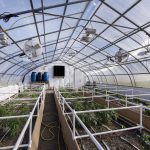 Legal Today, Illegal Tomorrow? Wisconsin’s Hemp Shops Face A Federal Crackdown