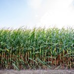 E15 Waiver Fuels Relief For Wisconsin Farmers, Worry For Environmentalists