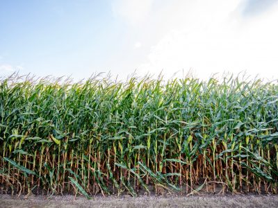 E15 Waiver Fuels Relief For Wisconsin Farmers, Worry For Environmentalists