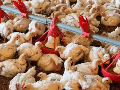 Wisconsin Faces Rising Bird Flu Threat As Spring Migration Begins