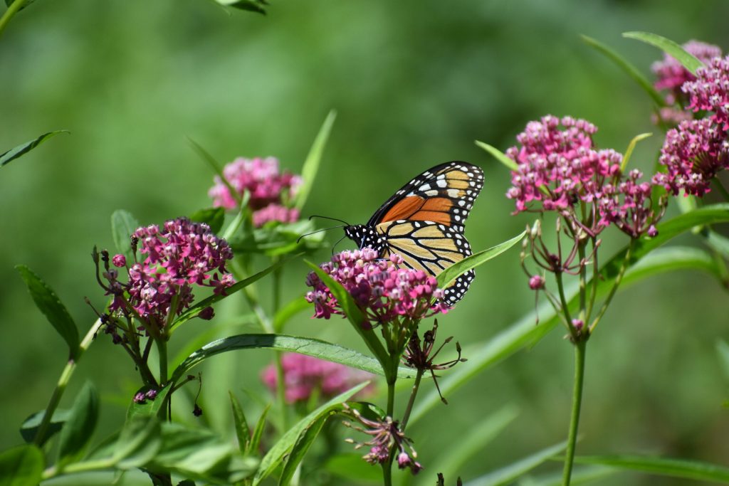 The Mukwonago River Oak Barrens entails 61 acres of rare habitat near Milwaukee, and it was protected with the help of Stewardship funds. Photo courtesy of The Prairie Enthusiasts