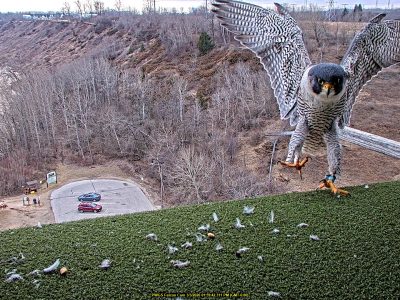 Peregrine Falcons Return to We Energies Power Plants