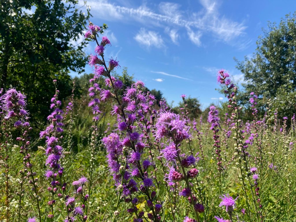 The Mukwonago River Oak Barrens was protected by The Prairie Enthusiasts in July 2025 through the help of Stewardship funding. The property includes 61 acres of rare habitat near Milwaukee. Photo courtesy of The Prairie Enthusiasts