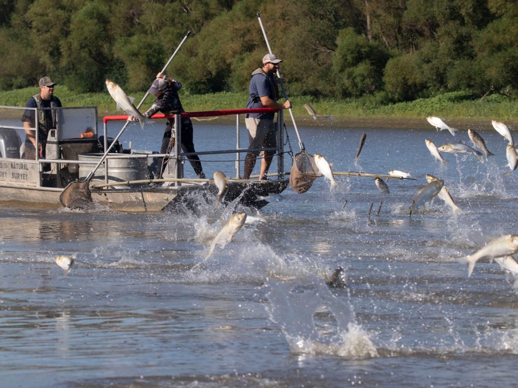 Silver carp jump in the La Grange pool of the Illinois River as Illinois Natural History Survey staff work on the Upper Mississippi River Restoration program’s long-term monitoring program. Staff are electrofishing to monitor fish populations as they have ecological, recreational and commercial value to the Mississippi and Illinois rivers. Photo courtesy of Illinois Natural History Survey