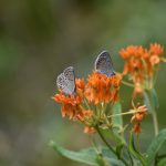 DNR Announces 2026 Rare Species Community-Based Science Projects